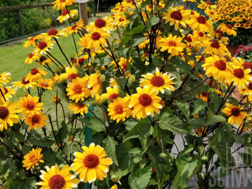 Heliopsis Ibiza Night, Sonnenauge