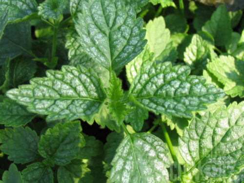 Lamium, gefleckte Taubnessel