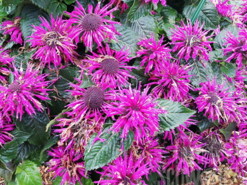 Monarda Bee Happy, rote Indianernessel