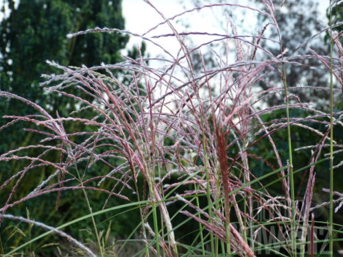 Miscanthus Malepartus, Chinaschilf