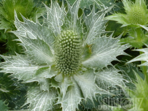 Eryngium planum Blue Hobbit
