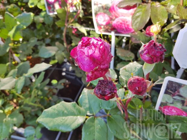 Rosa Freifrau Caroline, Duftrose