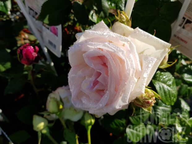 Rosa Madame Anisette, creme-aprikot