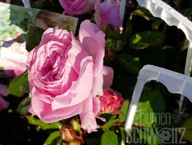 Rosa Rosengräfin Marie Henriette