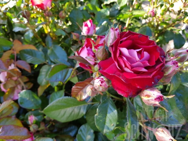 Rosa Rose der Einheit, rote Beetrose