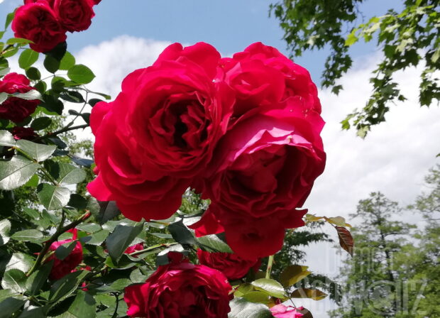 Rosa Bordeaux, weinrote Beetrose