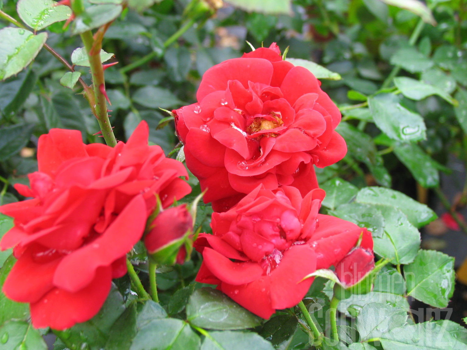 Rosa Heidefeuer Blumen Schwarz