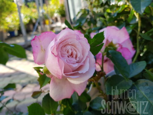 Rosa Rosenfaszination, rosa