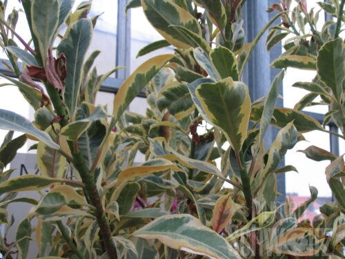 Ficus elastica T10
