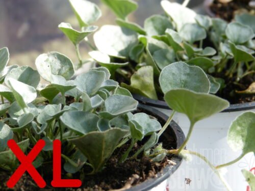 Dichondra, Silberregen