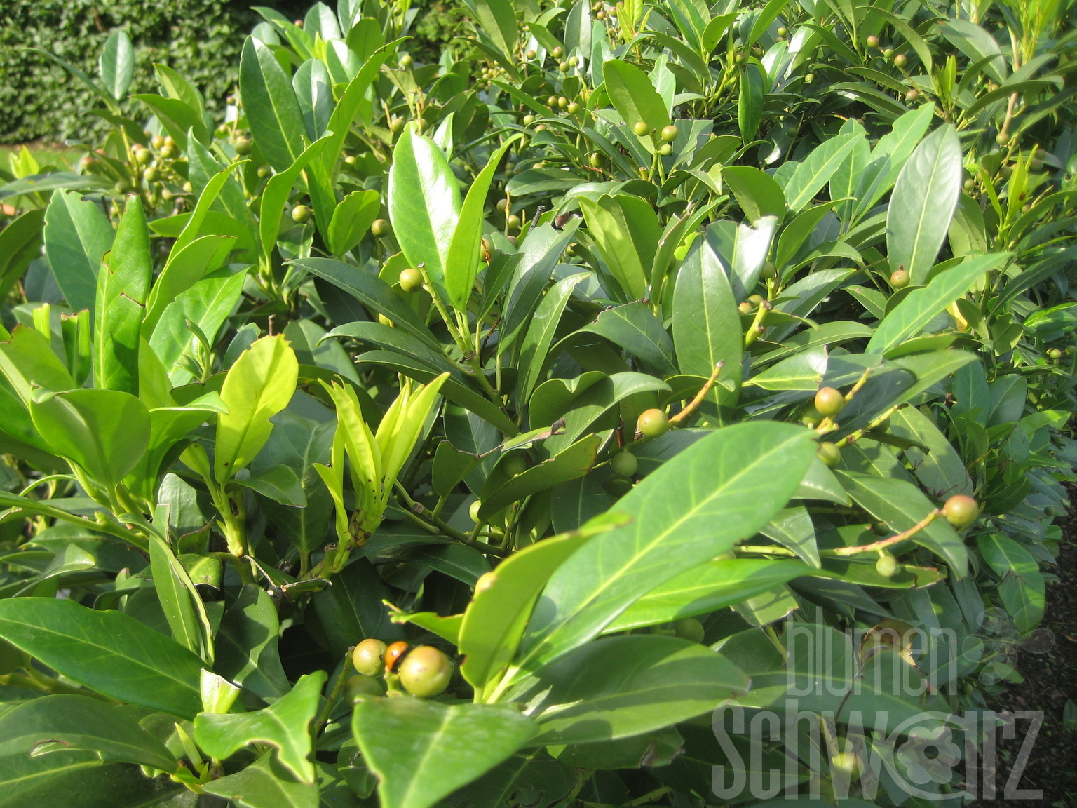 Prunus laur. Etna, Solitr, C40, 100-125cm - Kirschlorbeer - Blumen Schwarz