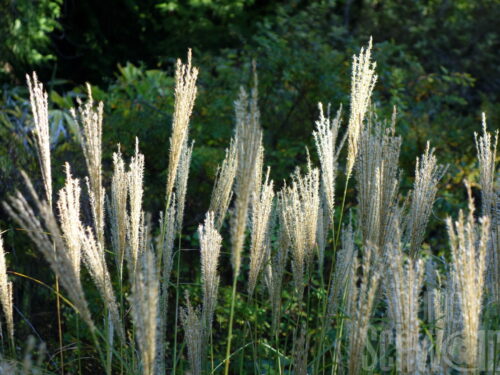 Miscanthus Große Fontäne, Hohes Chinaschilf