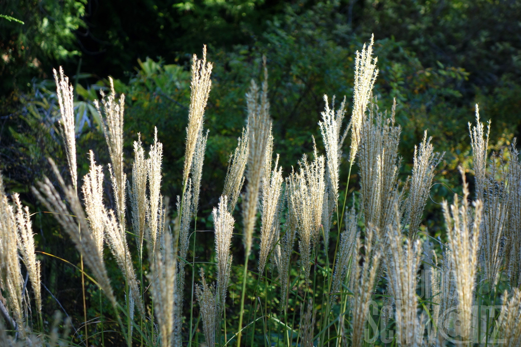 Miscanthus Große Fontäne, Hohes Chinaschilf