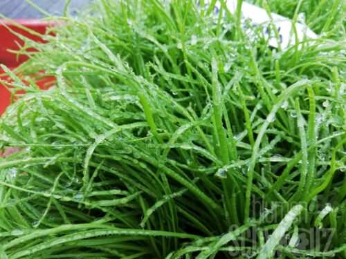 Plantago Kurt - Hirschhornwegerich