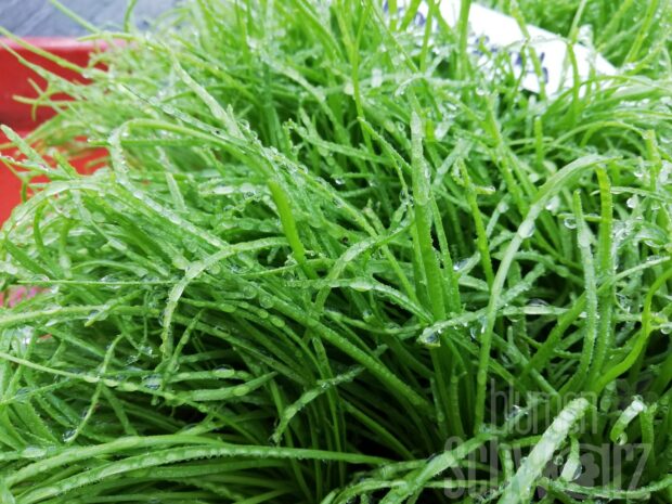 Plantago Kurt - Hirschhornwegerich