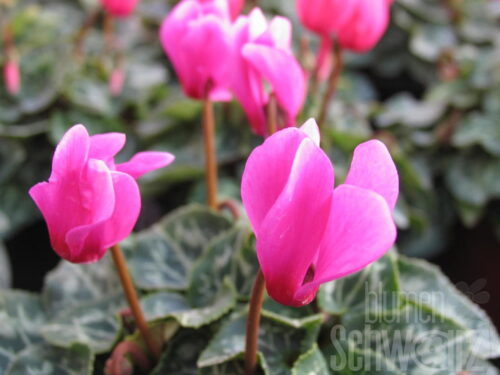 Cyclamen Midi, Alpenveilchen