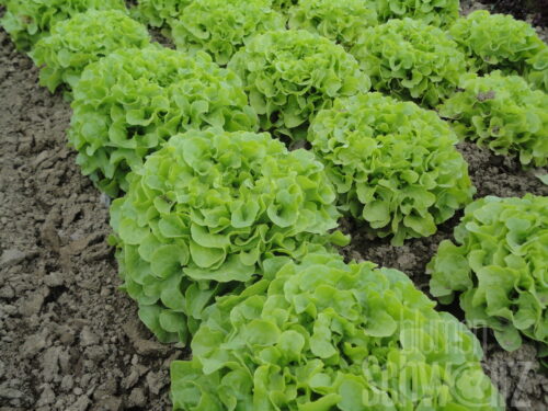 Grüner Eichblattsalat