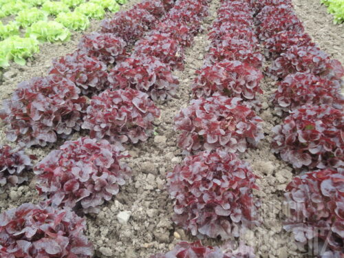 Roter Eichblattsalat