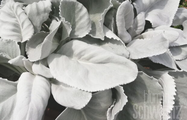 Senecio Angel Wings, Silberflügel