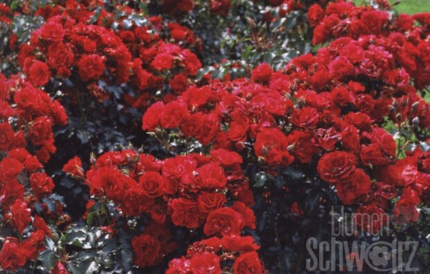 Rosa Rotilia,90cm Stamm