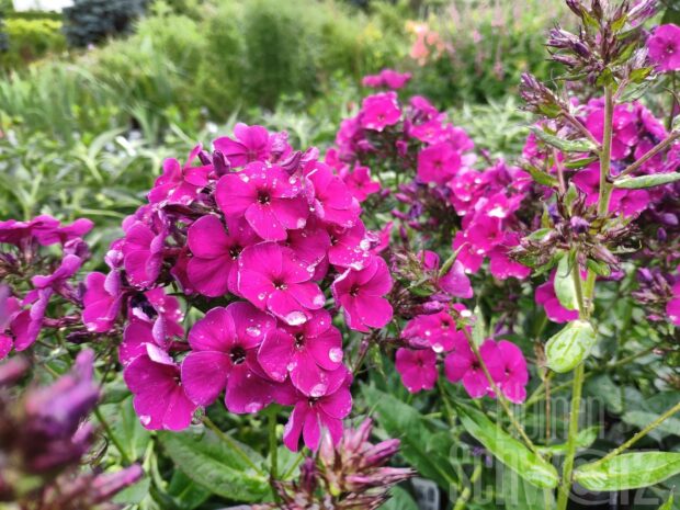 Phlox p. Adessa Special, Deep Purple