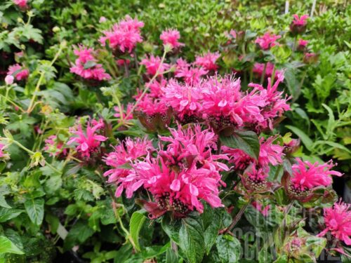 Monarda, pinke Indianernessel