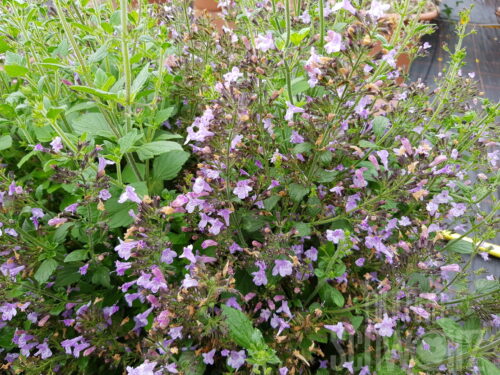 Calamintha Triumphator - Bergminze