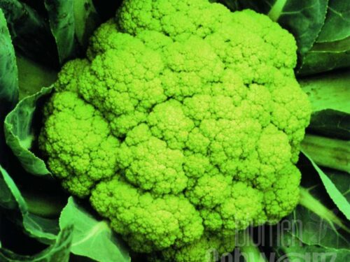 Brassica Susana F1 - Herbst-Blumenkohl