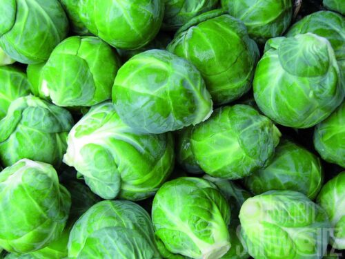 Brassica Doric F1 - Herbst-Rosenkohl