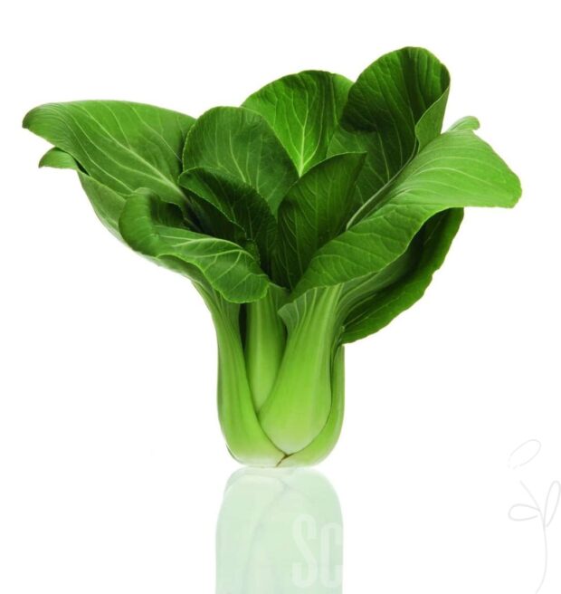 Brassica Mei Qing Choi F1 - Herbst-Pac Choi - Superfood