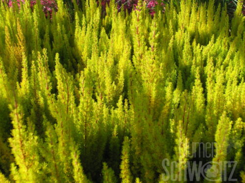 Erica arborea, Baumheide,T12