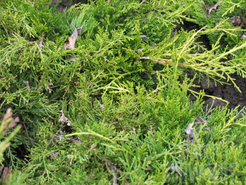 Juniperus m. Old Gold T17 - Gelber Wacholder