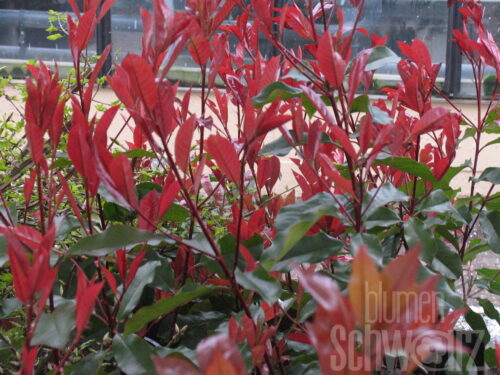 Photinia fraseri Red Robin T17 - Rote Glanzmispel