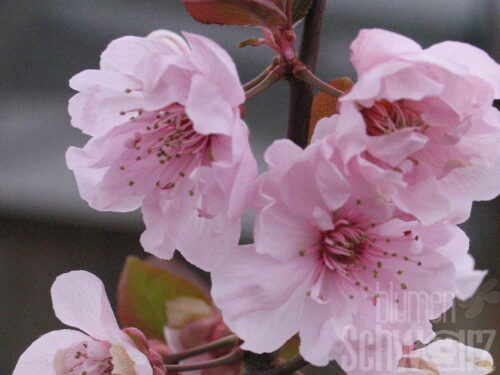 Prunus cerasifera Nigra, 100-150