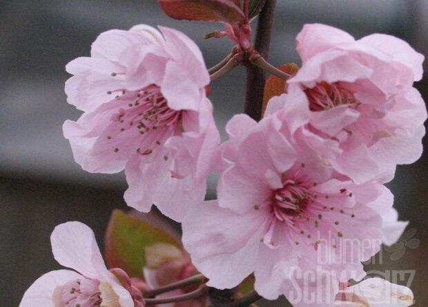 Prunus cerasifera Nigra, 100-150