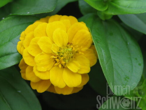 Zinnia, kleinblütige Topfzinnie