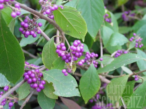 Callicarpa bodenieri, T17, Liebesperlenstrauch