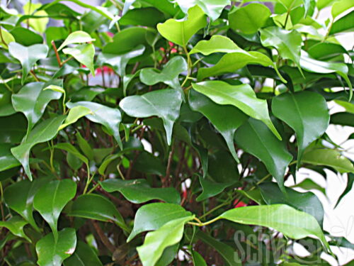 Ficus benjamini Danielle, Busch 150cm