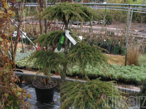 Juniperus com. Green Carpet T17 - Grüner Teppichwacholder