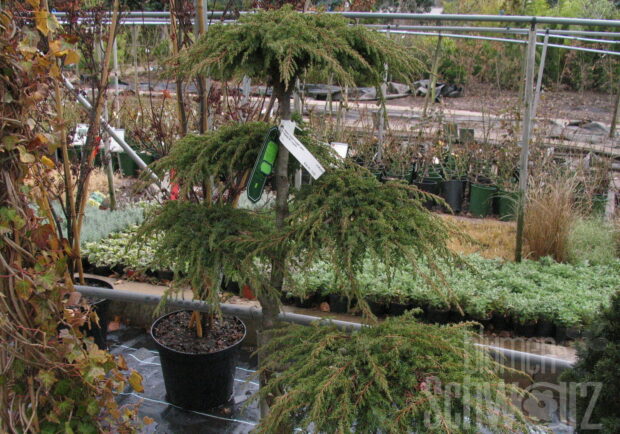 Juniperus com. Green Carpet T17 - Grüner Teppichwacholder