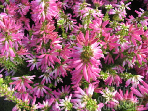 Erica tetralix, Glockenheide