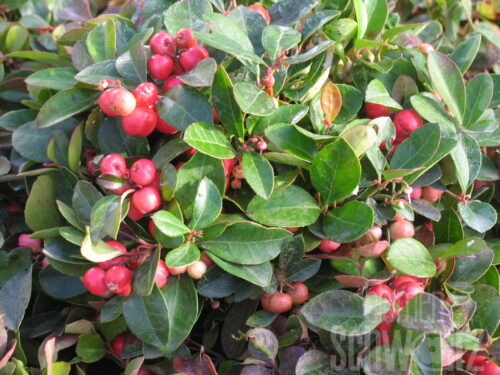 Gaultheria, Rebhuhnbeere T10