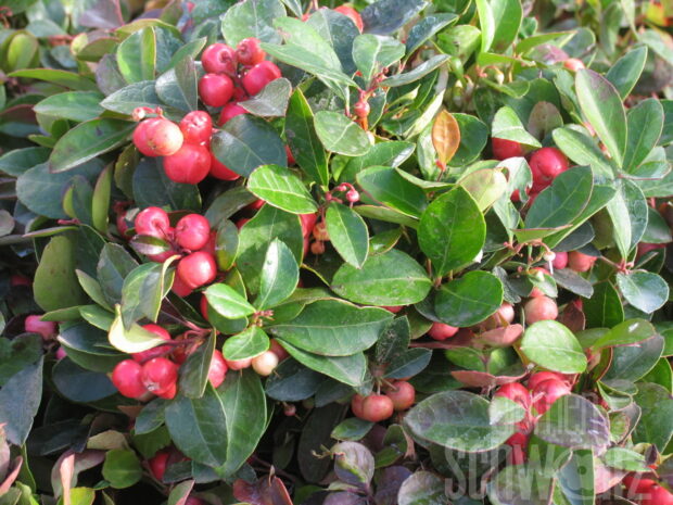 Gaultheria, Rebhuhnbeere T10
