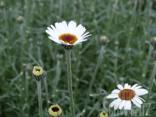 Leucanthemum African Spring
