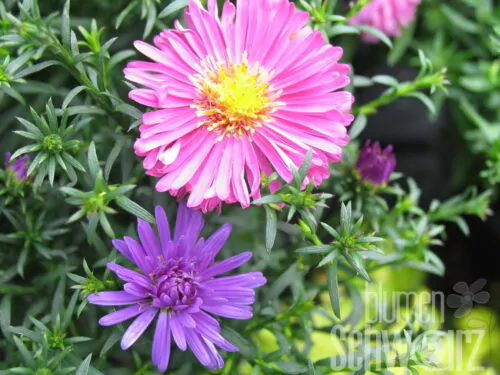 Aster dumosus - Kissenaster