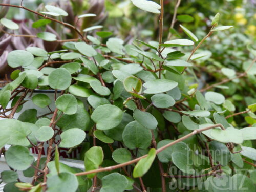 Muehlenbeckia complexa
