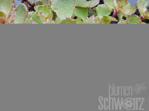 Sedum Brown Sugar