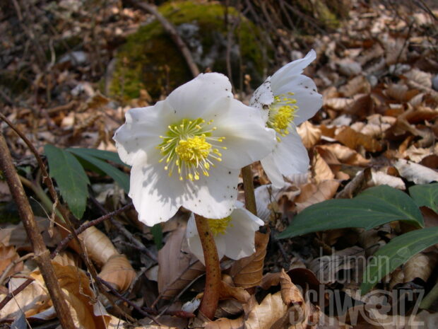 Helleborus HGC Ice N Roses, Christrose