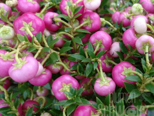 Pernettya mucronata, Mix