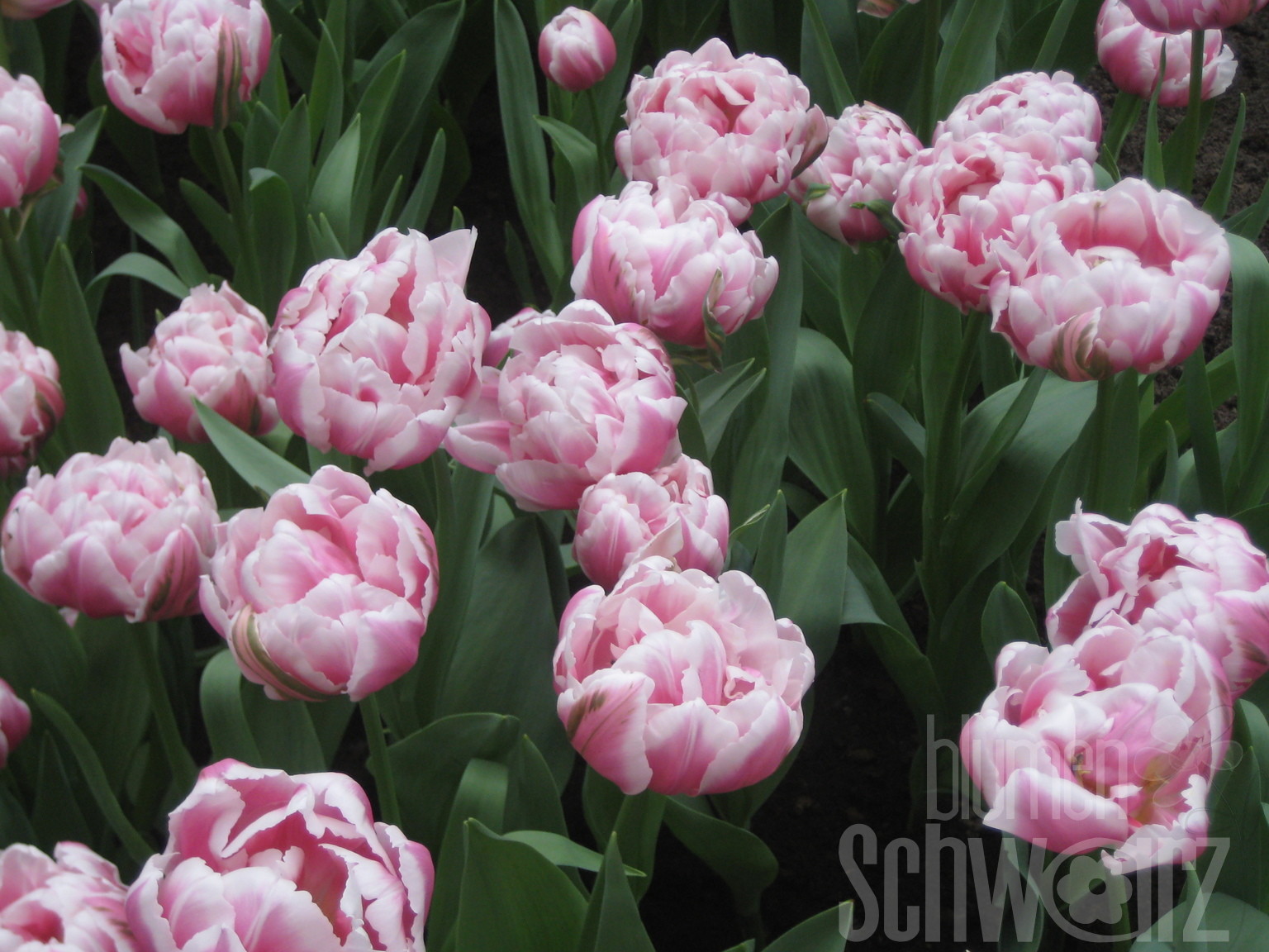 Tulp Columbus x10 11/12 Blumen Schwarz